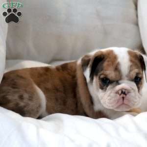 Mistrial, English Bulldog Puppy